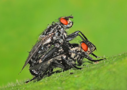 Biker Flies