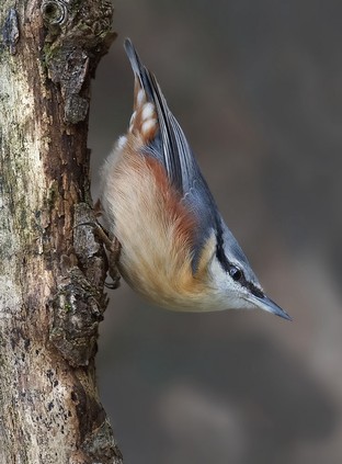 Nuthatch