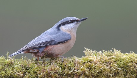 Nuthatch