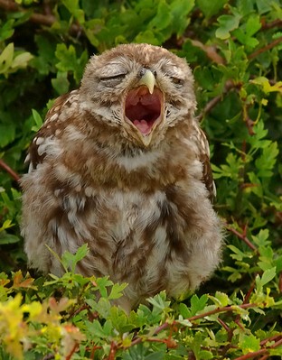 Young Little Owl