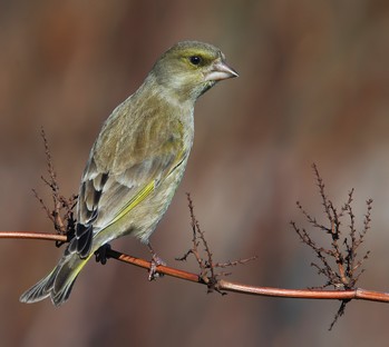 Goldfinch