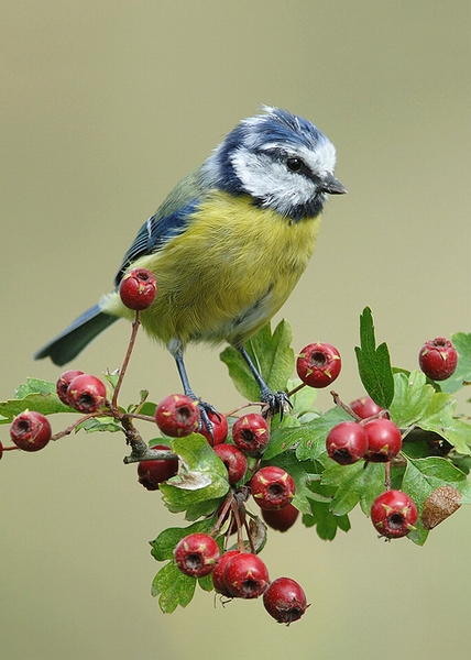 Blue Tit on Berries