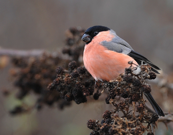 Male Bullfinch