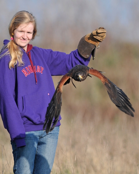 Beth with Billy (Harris Hawk) 1st March 2012