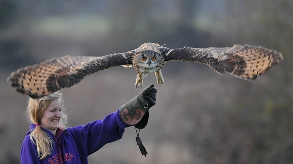 Beth with Turner (Eagle Owl) 1st March 2012