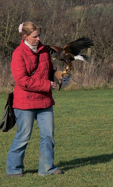 Julliette with George, one of our Harris Hawks - 1st March 2012