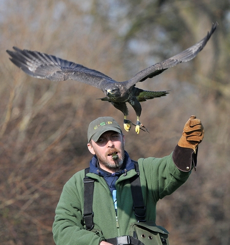 Pat out  training Pringe our European Buzzard - 1st March 2012