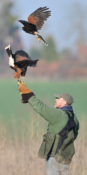 Pat flying 2 of our Harris Hawks (Shelly & Billy) - 1st March 2012