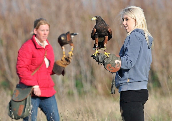 Julliette (Left) with Billy - Harris Hawk - Rhea (Right) with Shelly - Harris Hawk - 1st March 2012