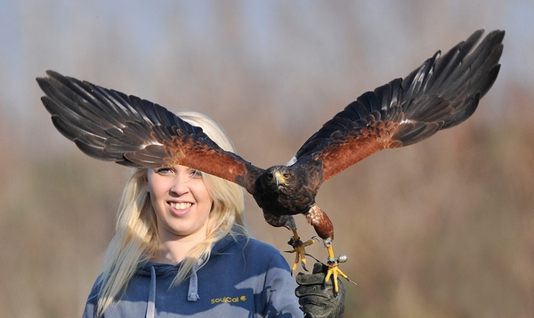 Rhea with Billy (Harris Hawk) 1st March 2012