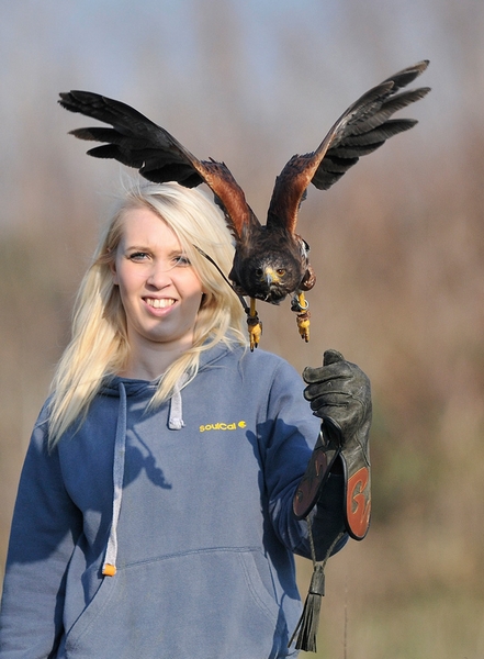 Rhea with Billy (Harris Hawk) 1st March 2012