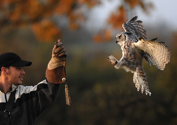 Carl exercising Elsie, a Great Horned Eagle Owl