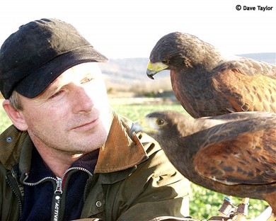 Vincent Jones having a quiet moment with the Harris Hawks, Siren & Shelly