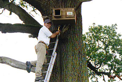 Vince positioning an Owl Box at a project site