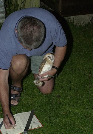 Mervyn Greening, our BTO ringer, ringing a wild Barn Owl at a project site