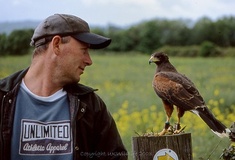 Vince with one of the Harris Hawks