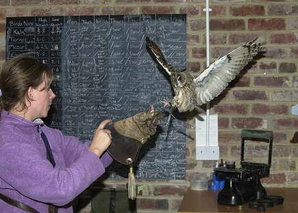 Juliette calling Tess, a Long Eared Owl to the glove after weighing