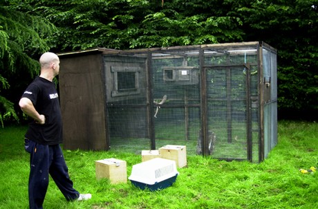 Warren observing his good handy work before wild casualties are placed in the aviary for their re-lease back to the wild