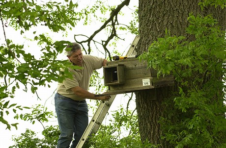 Mervyn Greening positioning an Owl Box at a project site