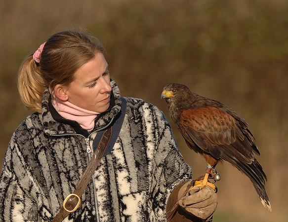 Juliette with Billy the Harris Hawk