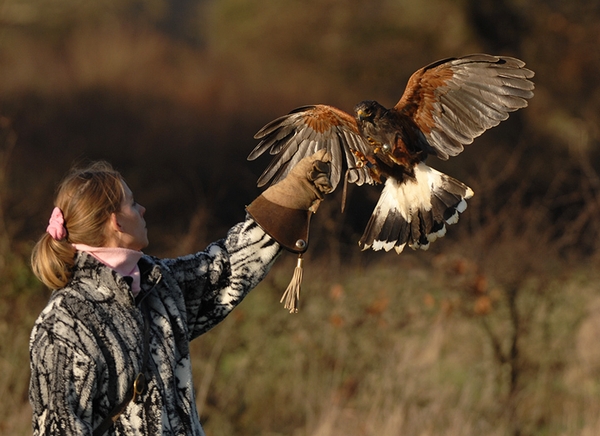 Juliette exercising Billy the Harris Hawk