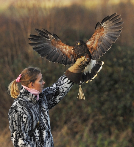 Juliette with Billy the Harris Hawk