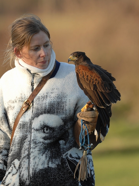 Juliette about to statr the training of Siren, a male Harris Hawk