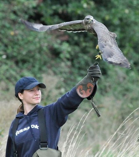 Lauren out training Pringle, one of the Buzzards here at the centre