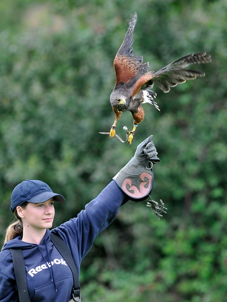 Lauren out training Billy, one of the Harris Hawks here at the centre