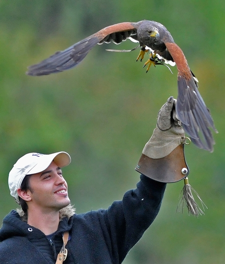 Carl out around the farm enjoying the training of Billy, one of the Harris Hawks here at the centre