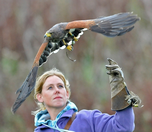 Juliette out training Billy, one of the Harris Hawks here at the centre