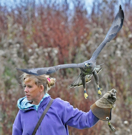 Juliette out training Pringle, one of the Buzzards here at the centre