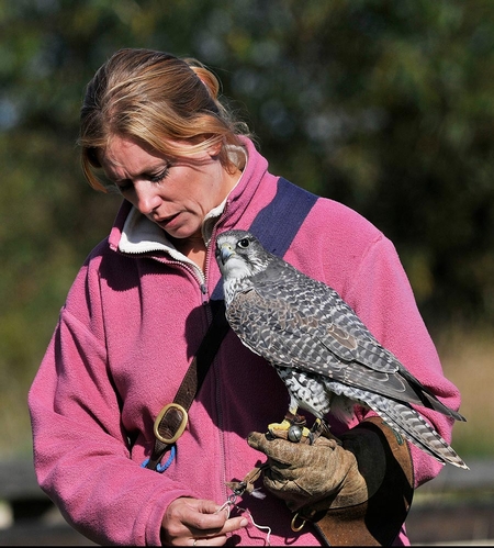 Juliette about to train Clyde who is a Gyr x Saker or Hybrid Falcon