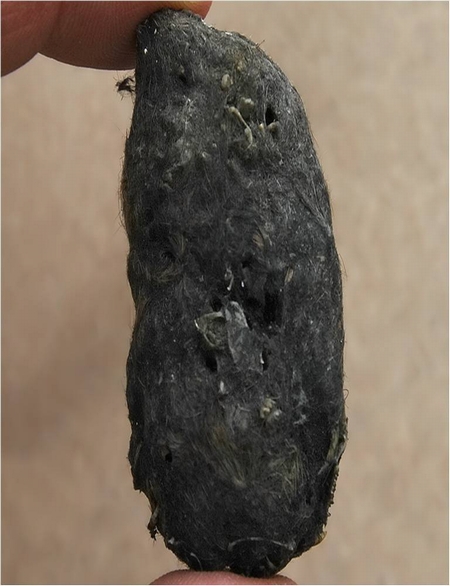 Barn Owl Pellet