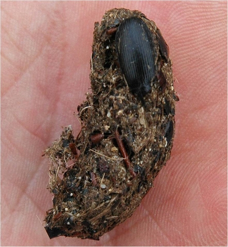 Little Owl Pellet