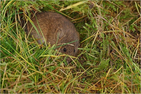 Short tailed Vole