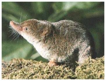 Shrew