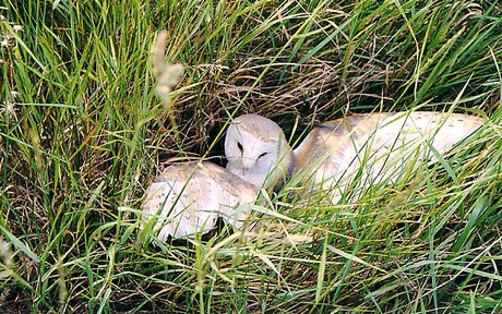 Barn Owl with a caught Vole