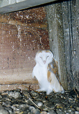 Young Barn Owl found in a tree house