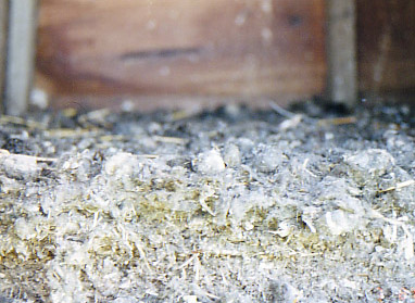 2ft thick of Owl Pellets found in an old tree house