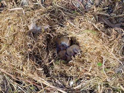 Young Short tailed Voles in a ground nest