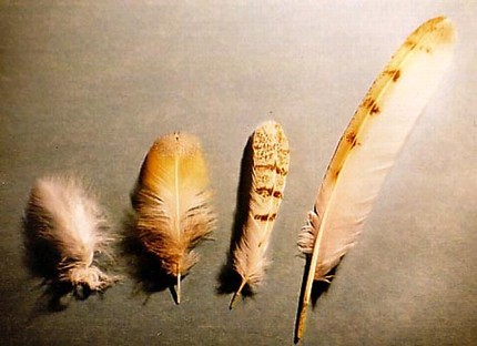 Barn Owl Feathers