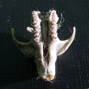 Showing the teeth of a short tailed vole