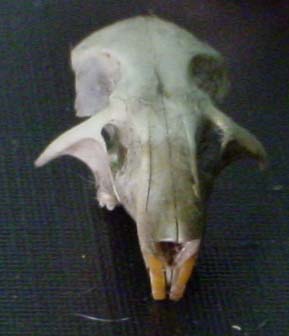 Top part of a Short tailed Vole Skull