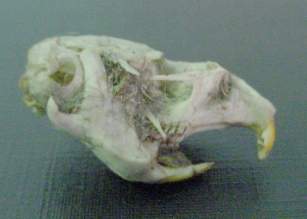 Side profile of a Short taile Vole Skull