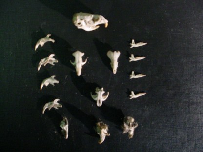 Rodents Skulls & Lower Jaw Bones