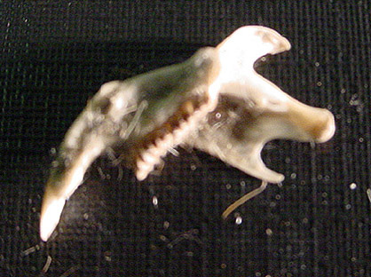 Lower Jaw bone of a Short Tailed Vole