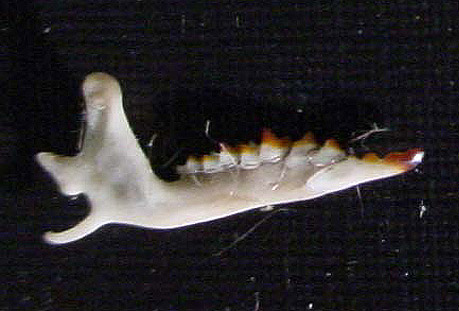 Lower Jaw Bone of a Shrew, note the red teeth