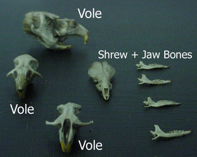 Layout of Mammal Skulls & Jaw Bones