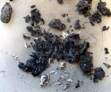 The fur being seperated  from the bones of a Barn Owl Pellet